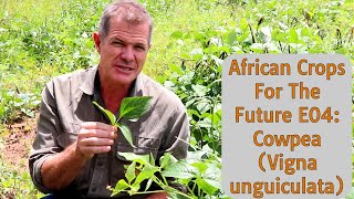 African Crops For The Future Ep04 Cowpea Vigna unguiculata [upl. by Meuser683]