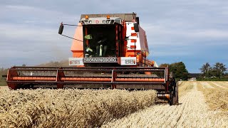 Dronningborg D9000 Jumbo harvesting wheat  Harvest Season 2023 [upl. by Flynn476]