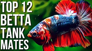 Top 12 Best Betta Fish Tank Mates  Betta Tank Mates You Can Try [upl. by Anirtik]