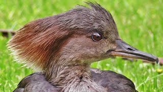 Hooded Merganser Female  Beautiful Birds [upl. by Pathe]