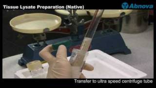 Tissue Lysate Preparation Native [upl. by Erdnaed]