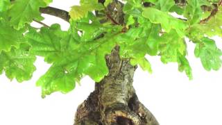 English Oak Native Bonsai Tree with chunky trunk OD2382 [upl. by Claudine]