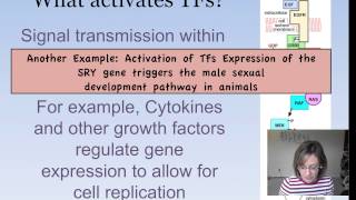 Eukaryotic Gene Expression [upl. by Heins]