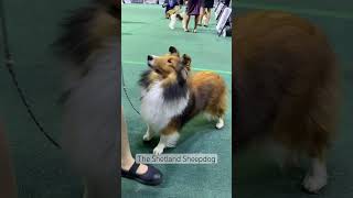 Shetland Sheepdog dogshow pccidogshow shorts shortvideo hernandogworldtv [upl. by Eilsek]