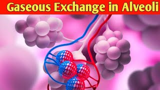 How exchange of gases take place in Alveoli  Gaseous Exchange in Lungs  Respiratory System [upl. by Ainafets32]