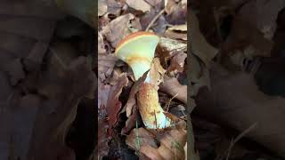 The larch bolete amp the partial veil mushroom mycology nature fungi foraging ecology [upl. by Niel174]