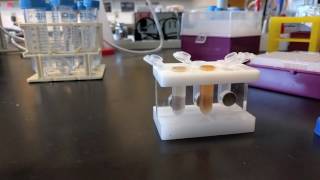 Cell lysate preparation for purification using magnetic beads [upl. by Ardnwahs]