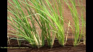 Sudanese Vetiver Oil Vetiverianigritana Benth Stapf [upl. by Trevar]