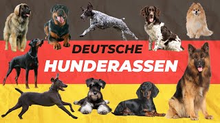 Deutsche Hunderassen  Diese Rassen stammen aus Deutschland [upl. by Justis888]