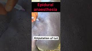 Epidural anaesthesia l Amputation of tail l dr Umar khan [upl. by Nnaul119]