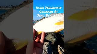 HUGE Yellowfin Croaker At Seal Beach shorts fishing [upl. by Archaimbaud805]