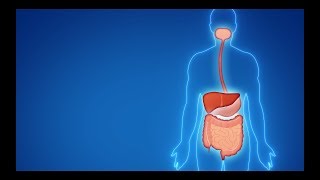 O intestino e o Lactobacillus casei Shirota [upl. by Oca560]