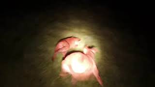 Lamping foxes with lurchers HD 2021 pt1 [upl. by Eigroeg678]