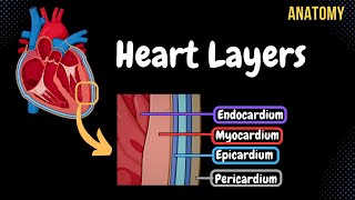 Anatomy of the Heart Layers Conducting System amp Topography [upl. by Sdlonyer]