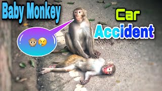 Baby Monkey Car Accident  monkey accident on road  Its Personal Club  Vlogs 114  Sn shohag [upl. by Oderfla]