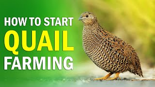 QUAIL FARMING  All you need to know about Quail Bird Farming  How to Start Quail Farming Business [upl. by Wolff]