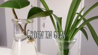 🌱🌿☘️ Tips en trics om je stekjes in water te laten wortelen 🌱🌿☘️ [upl. by Chao896]