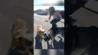 Loose Dog Aggressively Lunges at Husky [upl. by Elleinwad]