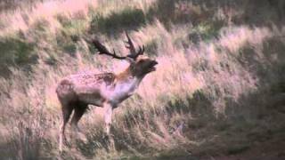 fallow deer stag buck grunting [upl. by Christye]