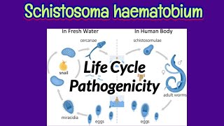 Schistosomiasis 1990 Part 3 of 3 [upl. by Nashoma]