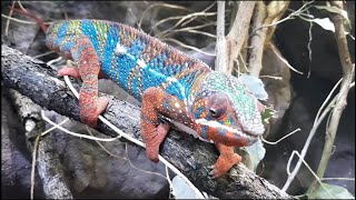 Panther chameleonchameleonchameleon carepanther chameleon care [upl. by Alysoun]