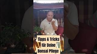 Bonsai für Anfänger  Tipps und Tricks [upl. by Aelanej6]