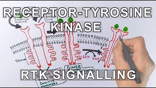 Receptor Tyrosine Kinase  RTK Signalling [upl. by Sylas]