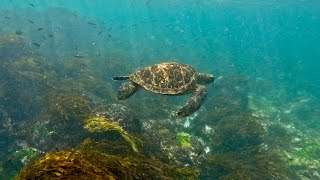 Galapagos Snorkeling  Sharks  Marine Iguana  Turtles  Sea Lion  4k  Intrepid  GoPro [upl. by Lledrev282]