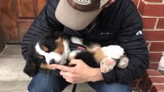 Bernese Mountain Dog puppy PASSED OUT [upl. by Ardeen]