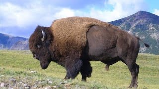 Los Bisontes las Criaturas Gigantes que esconden Oscuros Misterios [upl. by Colis]