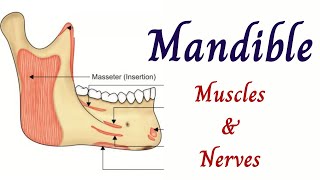 Mandible muscle attachments and nerves [upl. by Sillad]