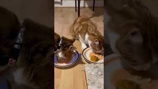 Cats birthday party bash Zohe cat birthday party shorts bash catsonyoutube [upl. by Onstad]