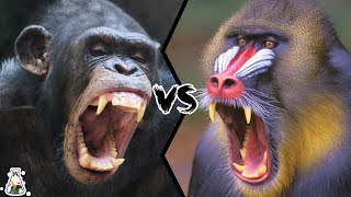 CHIMPANZEE VS MANDRILL  Which is the strongest [upl. by Ahcilef]