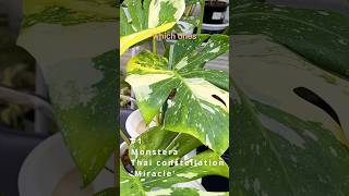 20 New Variegated Monsteras Varieties  RANKED Learn About Them and How They Were Created [upl. by Geibel]