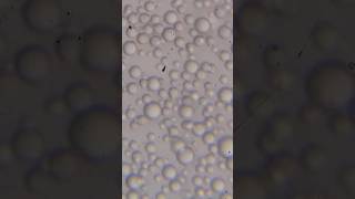 Lactobacillus bacteria movement bacteria movments curd microscopevideo [upl. by Tenenbaum307]