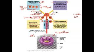 Unit 3 Part 33 Complement System Classical and Alternative Pathways [upl. by Simonette]