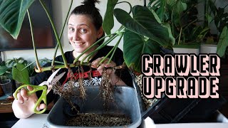 Chopping my Gloriosum amp Mamei ✂️ Crawling Philodendron Upgrade [upl. by Alexandra]