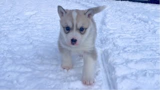 Husky Puppys First Winter Journey in the Snow Is He Ready to Pull the Sled [upl. by Anneyehc851]