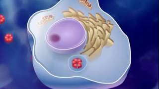 antigen antibody reaction [upl. by Rebbecca]