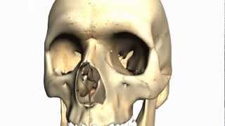 Skull tutorial 2  Bones of the facial skeleton  Anatomy Tutorial PART 1 [upl. by Ykcor]