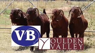 2023 BUCKS  Youlden Valley amp Valley Boer [upl. by Aniat]