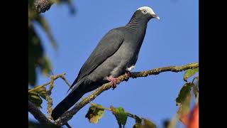 Patagioenas leucocephala White crowned Pigeon [upl. by Nohpets200]