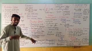 Endocrine system  Pituitary gland  class 10th Biology [upl. by Lemuela]