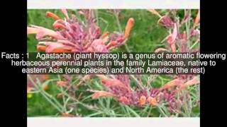 Agastache Top 5 Facts [upl. by Pat]