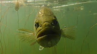 The Hidden World of the Largemouth Bass [upl. by Anne-Marie]