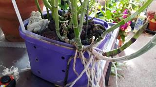 How I To Taking Cuttings Off My Cattleya Orchids [upl. by Lali]