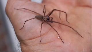 my life with house spiders Leben mit Spinnen Tegenaria parietina Eratigena atrica Arachnophobia [upl. by Heisser]