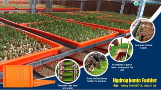 How to Grow NutrientRich Fodder  chara with a Hydroponic Fodder Machine [upl. by Jereme590]