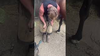 Horses horse farming animals hoof hoofcleaning [upl. by Butler]