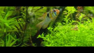 Ramirezi – Mikrogeophagus ramirezi [upl. by Sandler6]